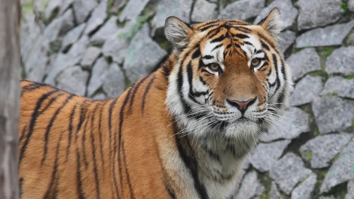 Фото: Ленинградский зоопарк