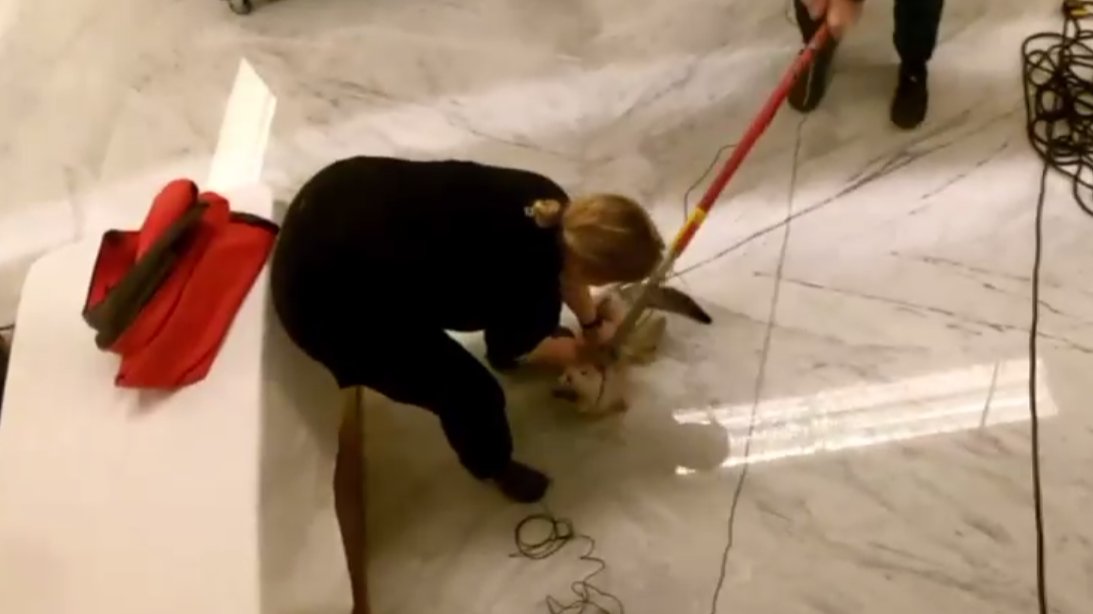 Скриншот видео: «Кошкиспас»