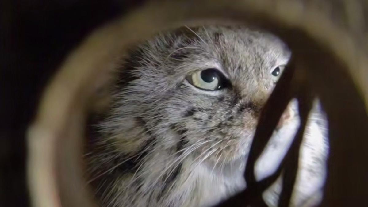 Невеста манула Шу прибыла в Петербург