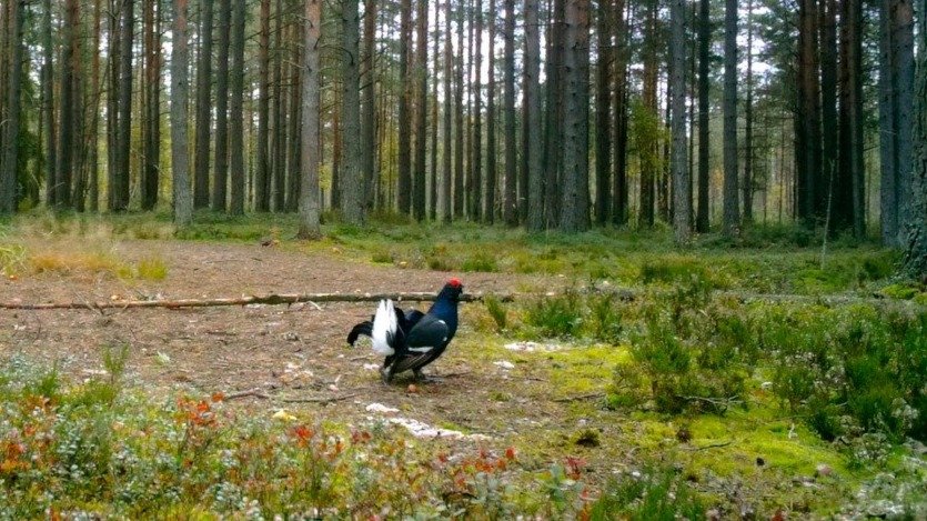Фото: Павел Глазков / «Каждой твари по паре»