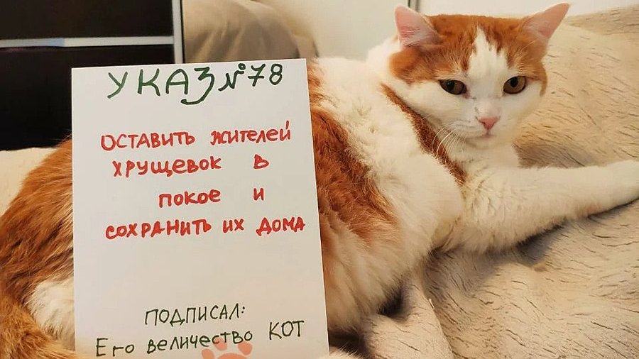 Кошка Муся из Калинского района стала главным противником сноса хрущёвок