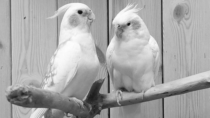 Фото: «Мир попугаев»