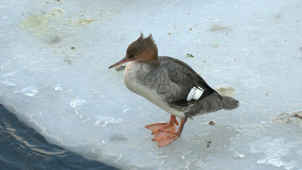Фото: Павел Глазков / «Каждой твари по паре»