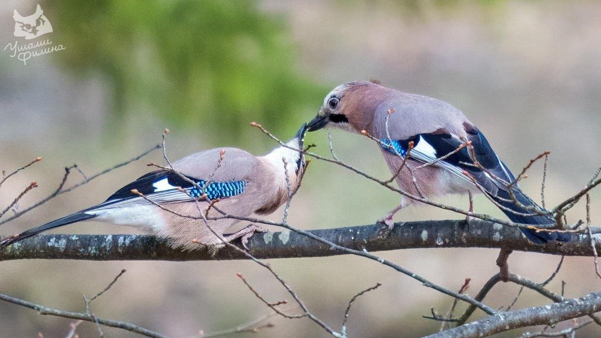 Фото: Денис Белый / «Ушами Филина. Птицы и природа СПб и ЛО»