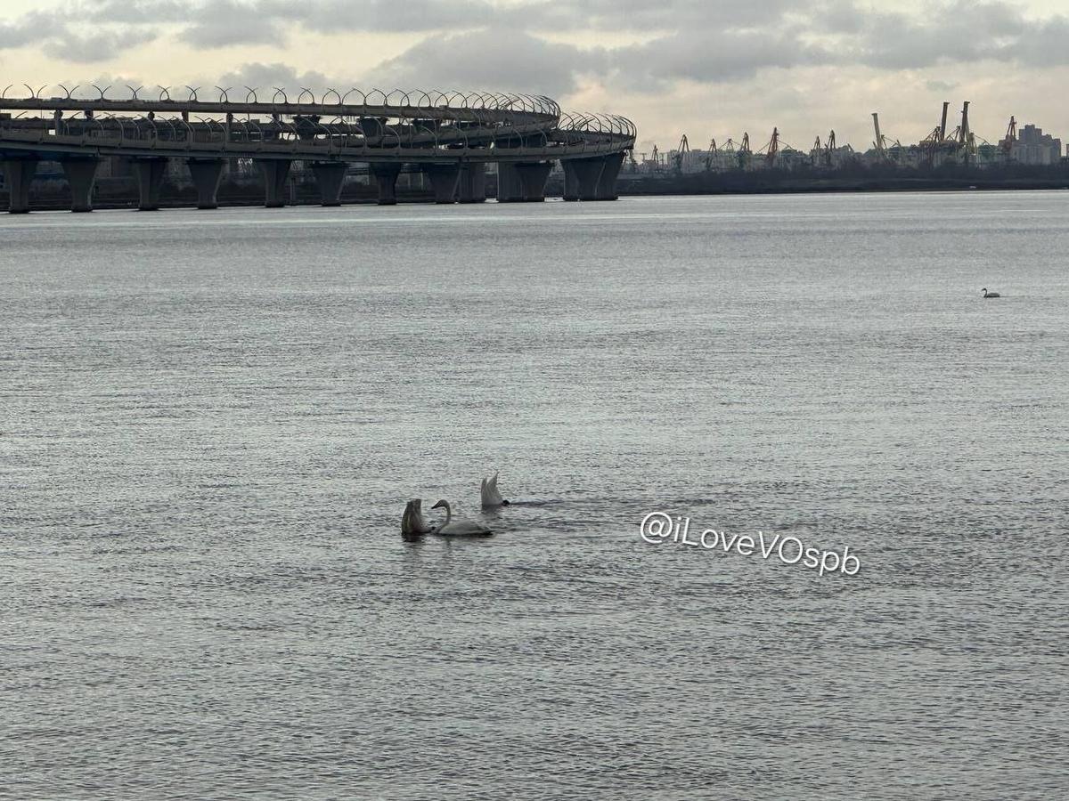 Фото: «Я люблю Васильевский остров»