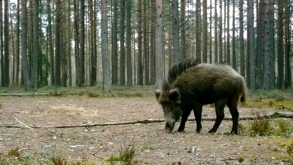 Фото: Павел Глазков / «Каждой твари по паре»