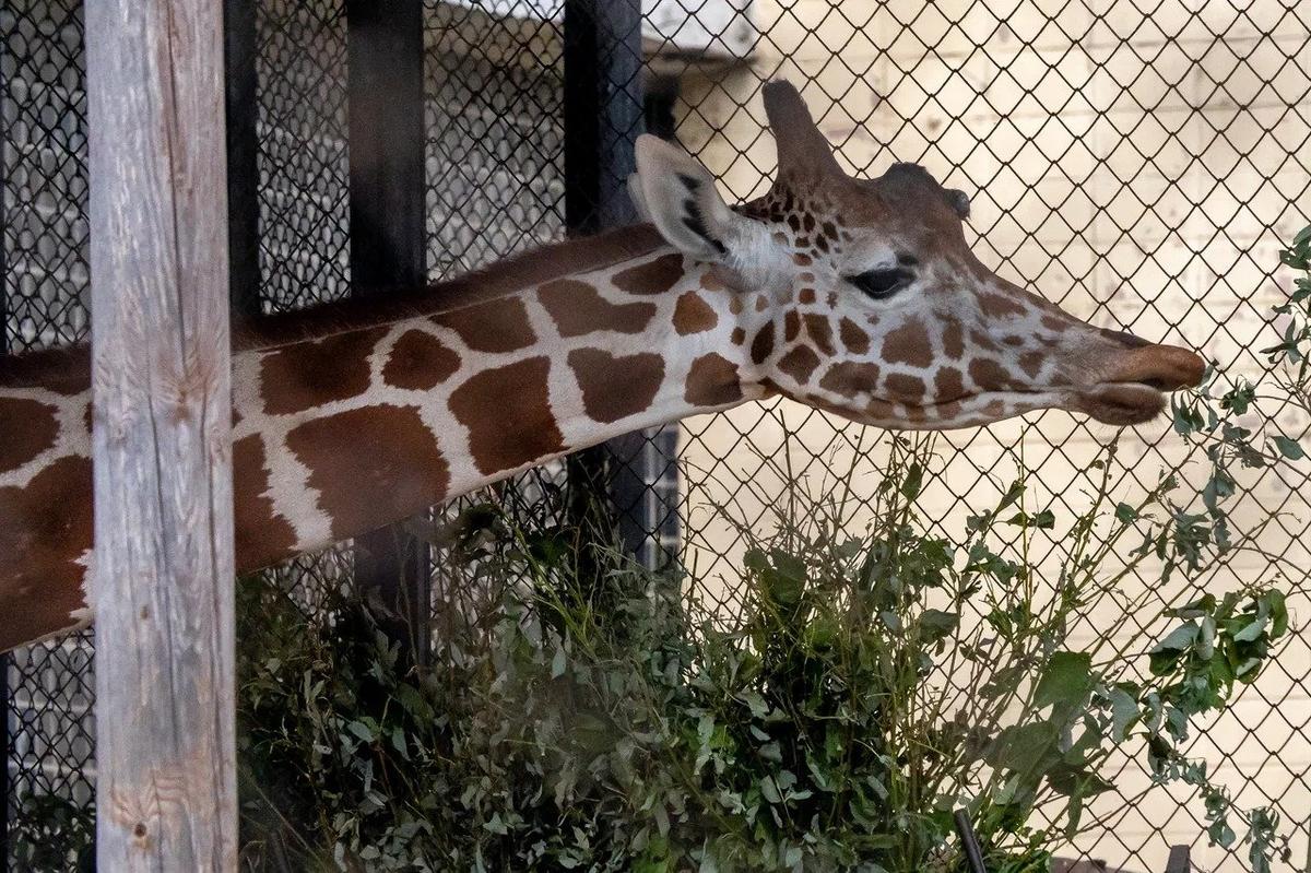 Фото: Олег Золото / MR7