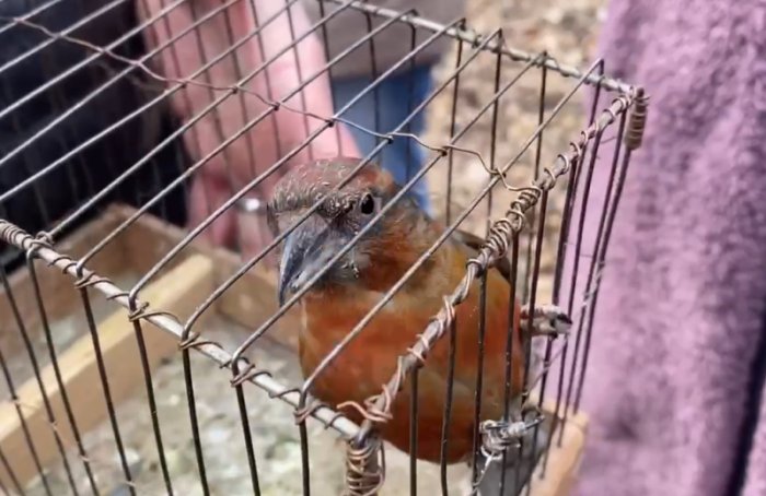 В Сампсониевском саду нелегально продавали певчих птиц