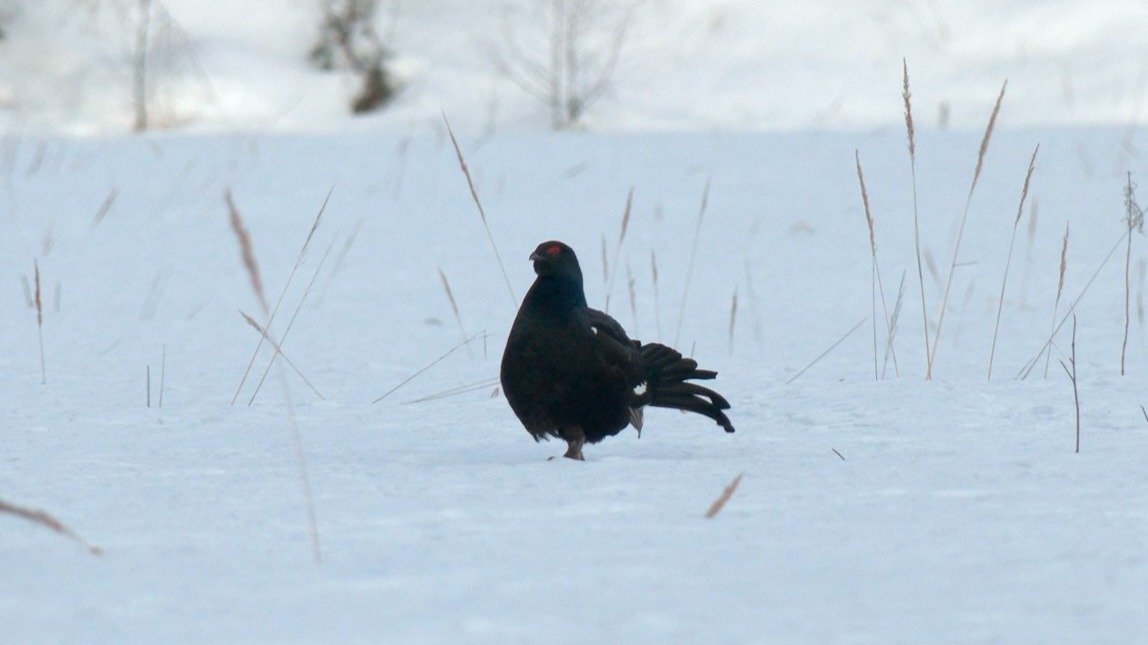 Фото: telegram-канал Павла Глазкова «Каждой твари по паре»