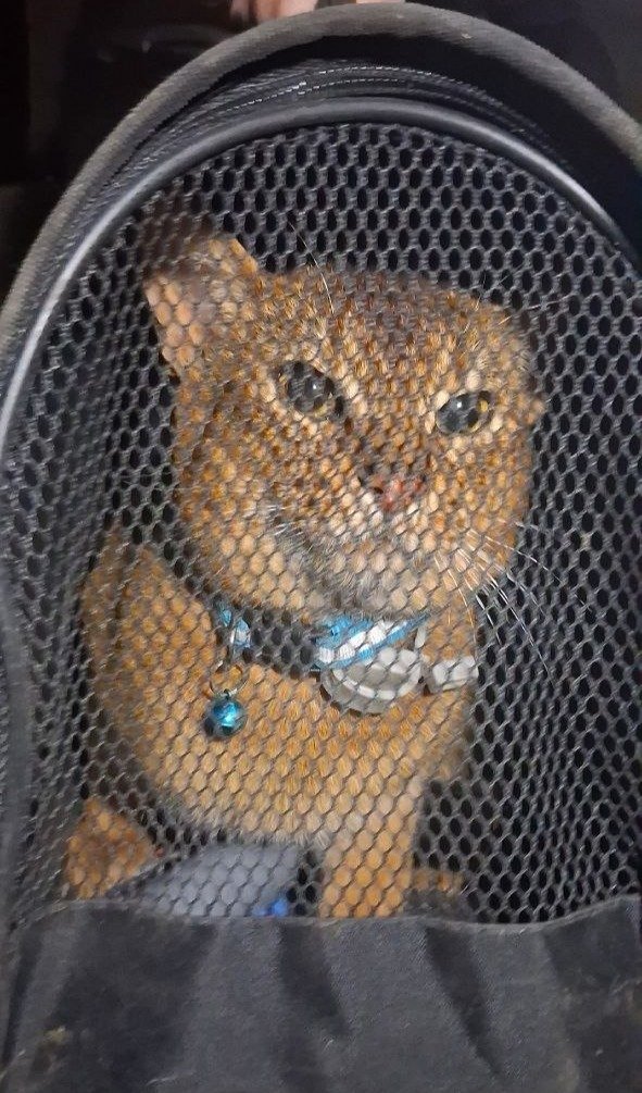 Фото: «Кошкиспас»