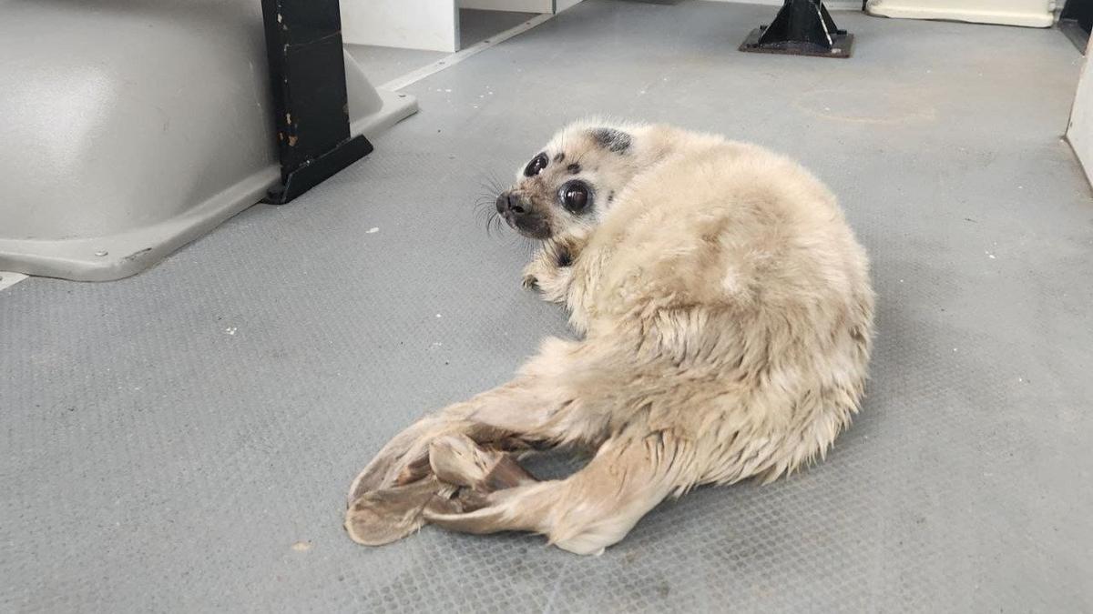 Фото: Фонд друзей балтийской нерпы