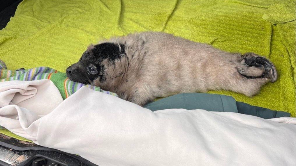 Фото: Фонд друзей балтийской нерпы