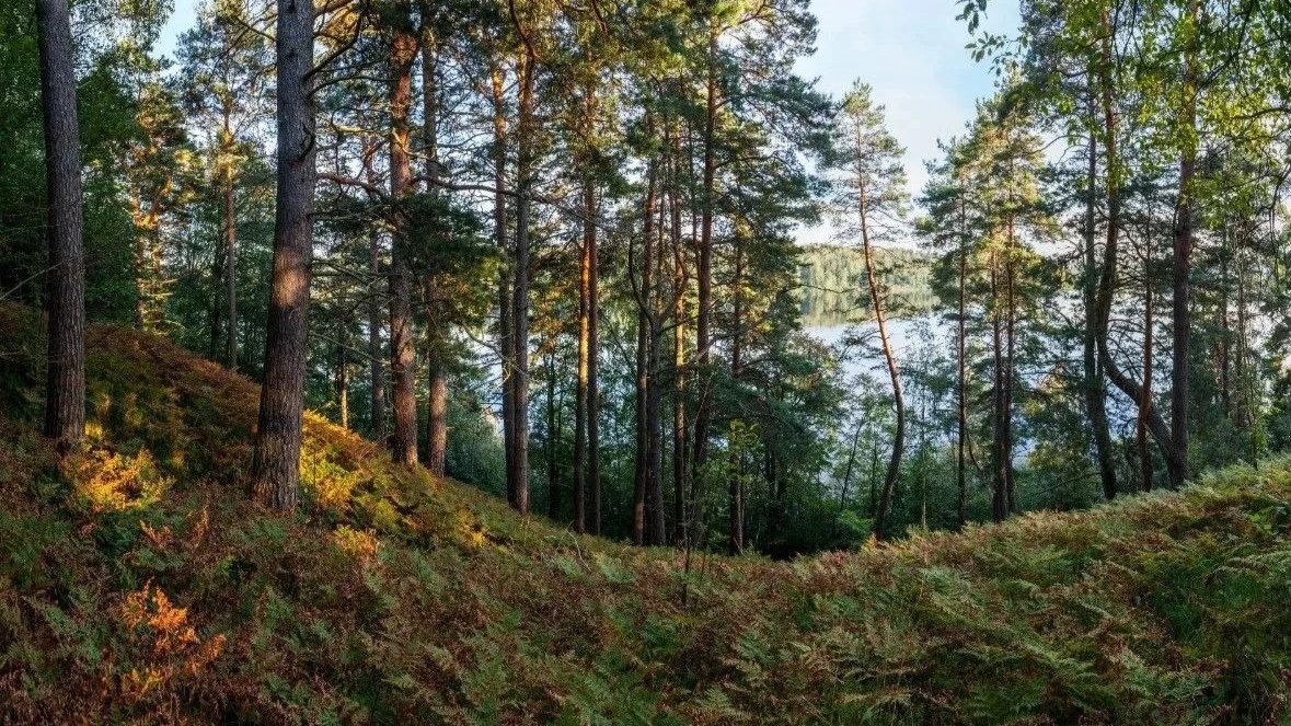 Фото: комитет по природным ресурсам Ленобласти