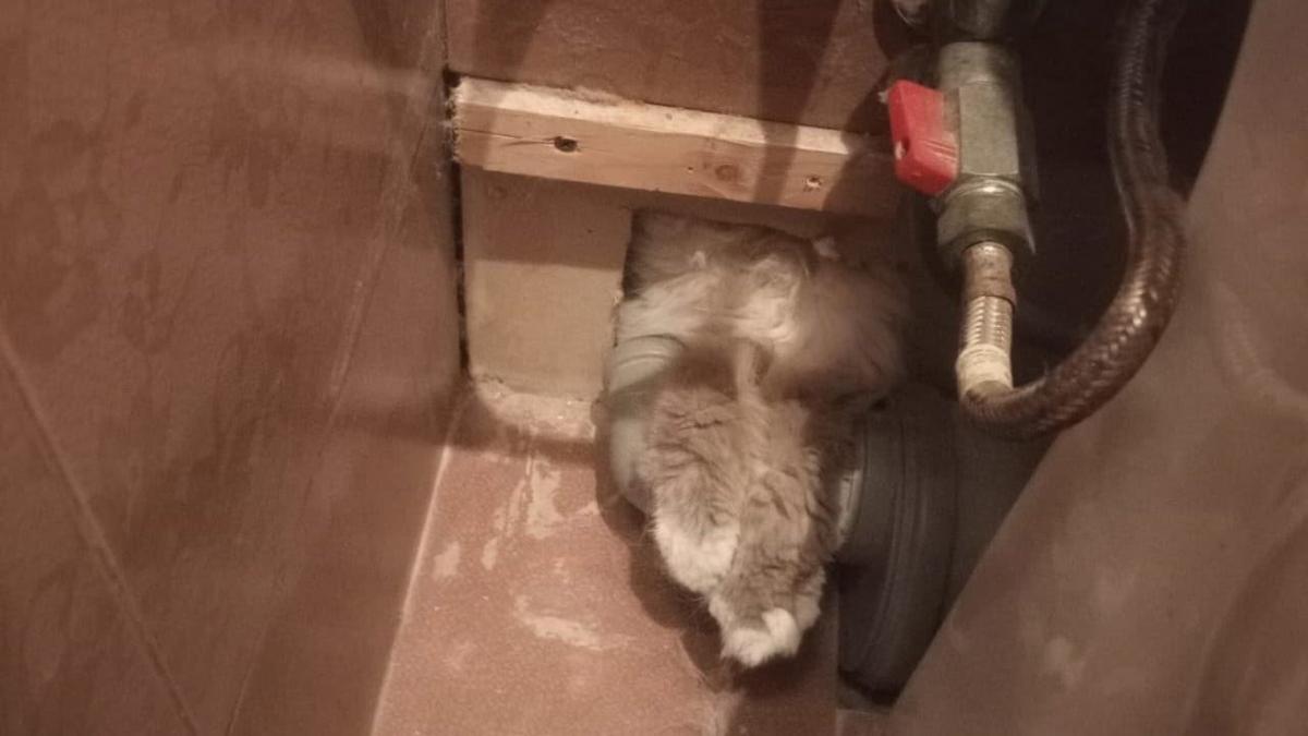 Фото: «Кошкиспас»