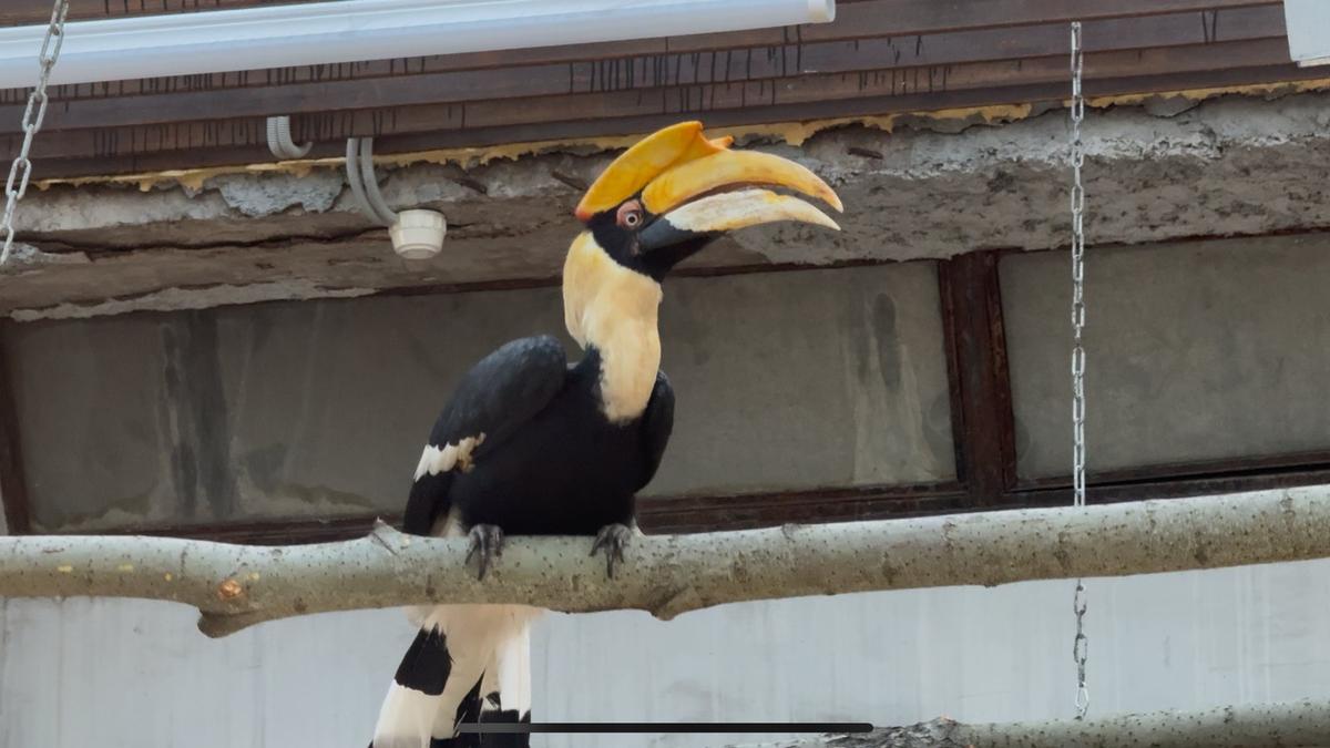 Улетевшую из Ленинградского зоопарка калао Шанти пытались поймать с помощью винограда и снотворного