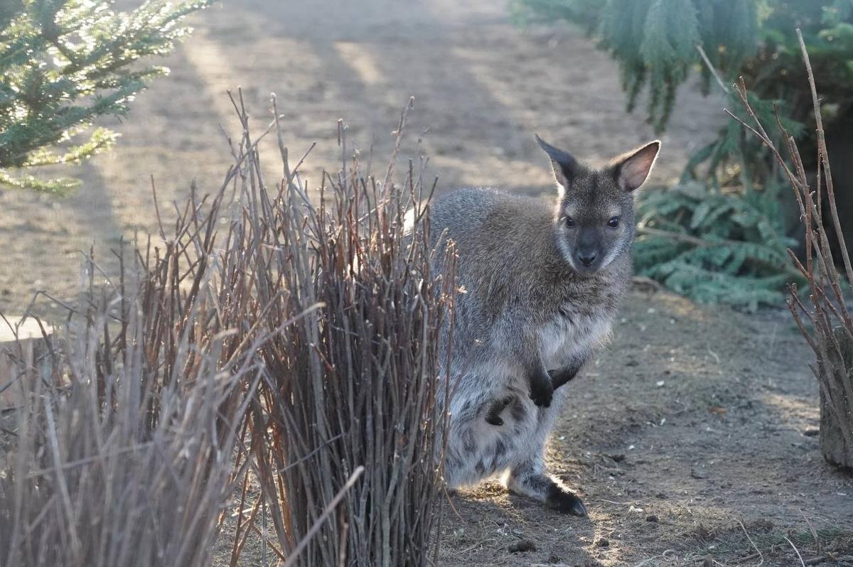 Кенгуру Беннета. Фото: Павел Борисенко / MР7