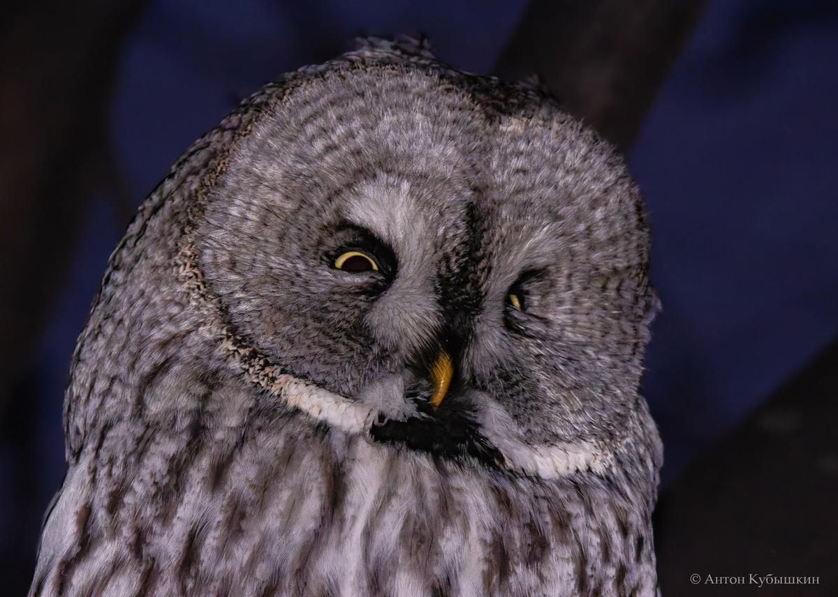 В Петербурге заметили бородатую неясыть. Фото: Антон Кубышкин / группа «Птицы СПб и России»