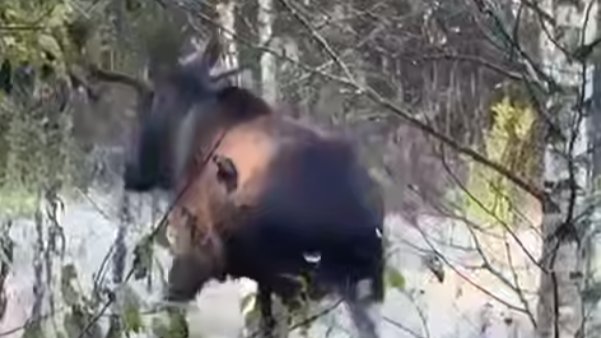 Скриншот видео: «Петербург с огоньком»