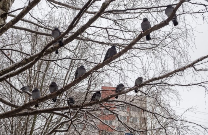 «Люди слышали, как птицы, закрытые внутри, кричали» — петербуржцы считают, что голубей замуровали на чердаке