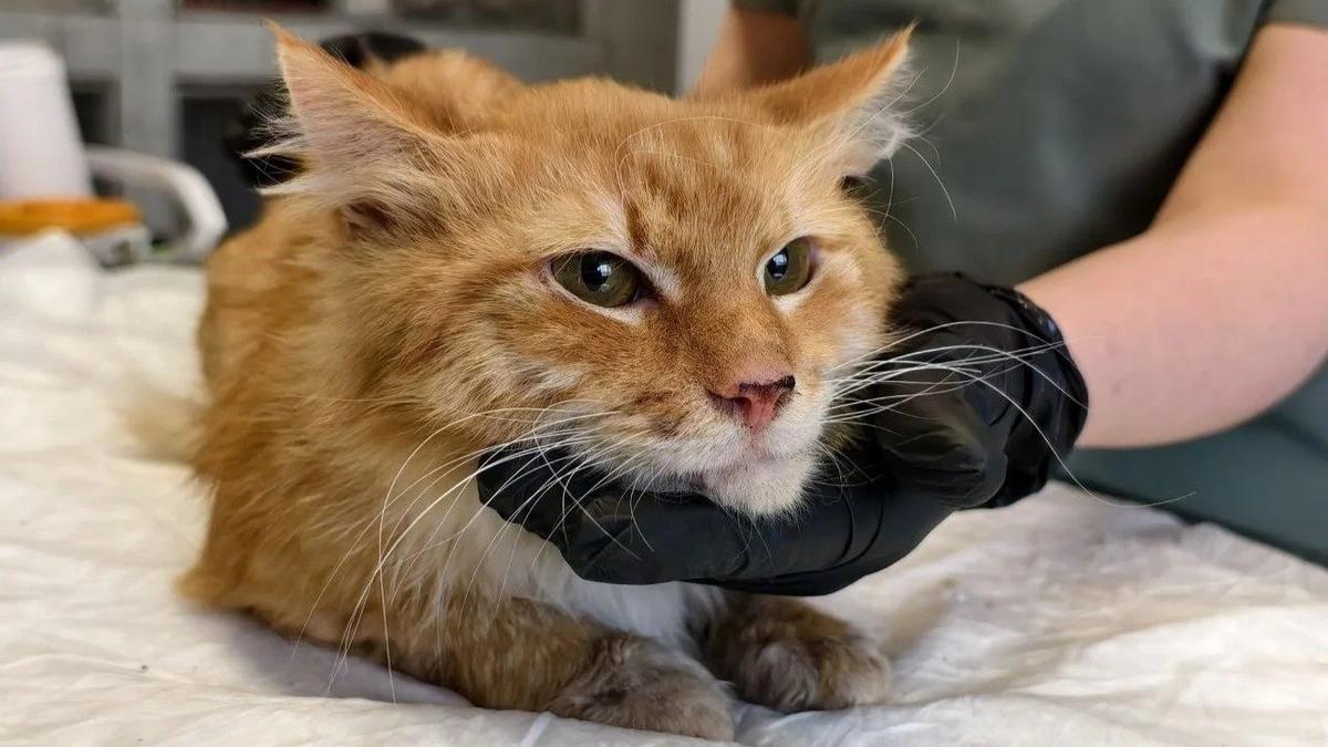 Осиротевшие кошки и питомцы бойцов СВО: почему очередной приют в Петербурге может оказаться на улице?