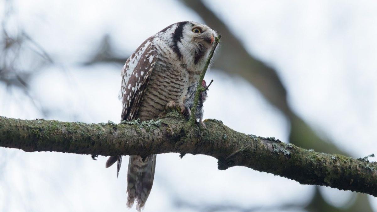 Фото: Станислав Крутоверцев / «Каждой твари по паре»