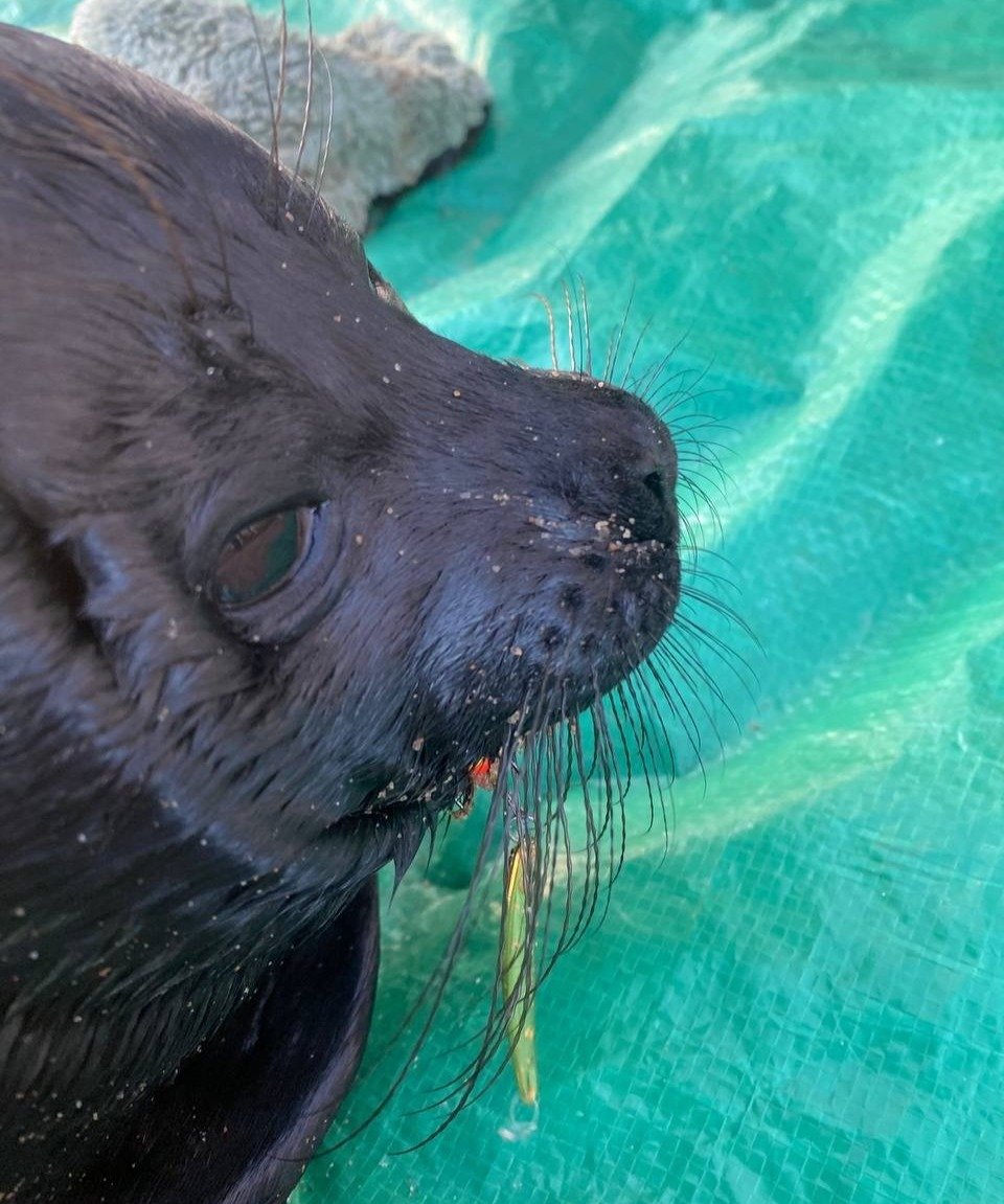 Фото: «Фонд друзей балтийской нерпы»