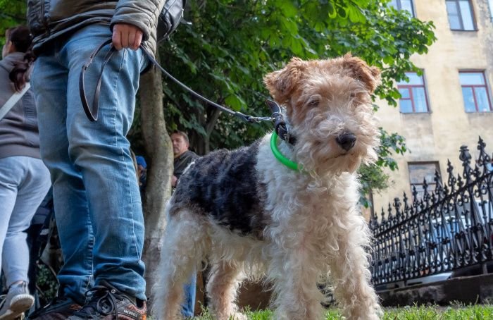 Благотворительный фестиваль «Путь домой» проходит на выходных в Мурино