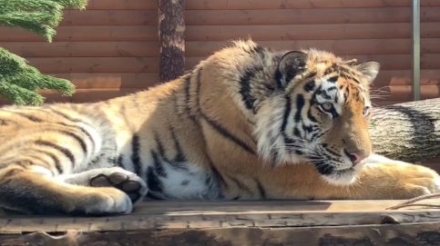 Фото: пресс-служба Ленинградского зоопарка