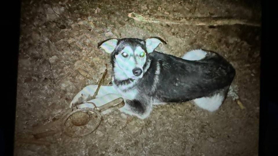 Фото: группа «Кошкиспас» в ВК