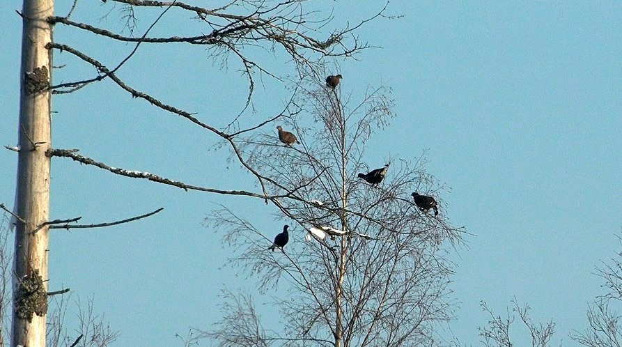 Фото: telegram-канал Павла Глазкова «Каждой твари по паре»