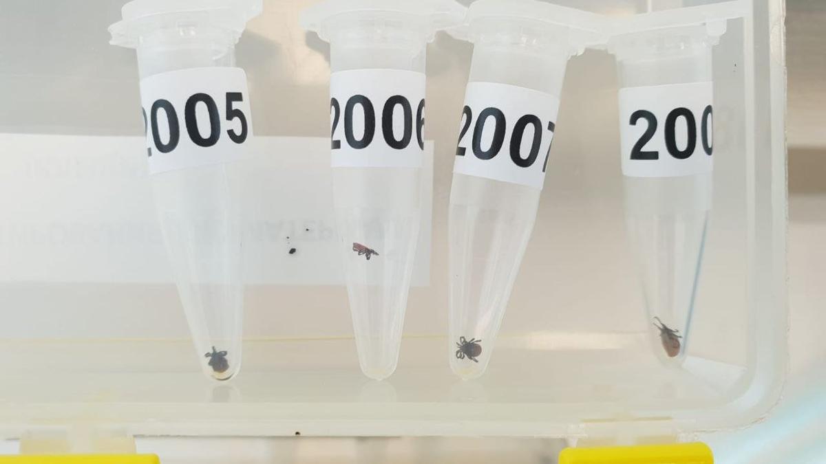 В Боткинскую больницу передали на исследование 103 клеща