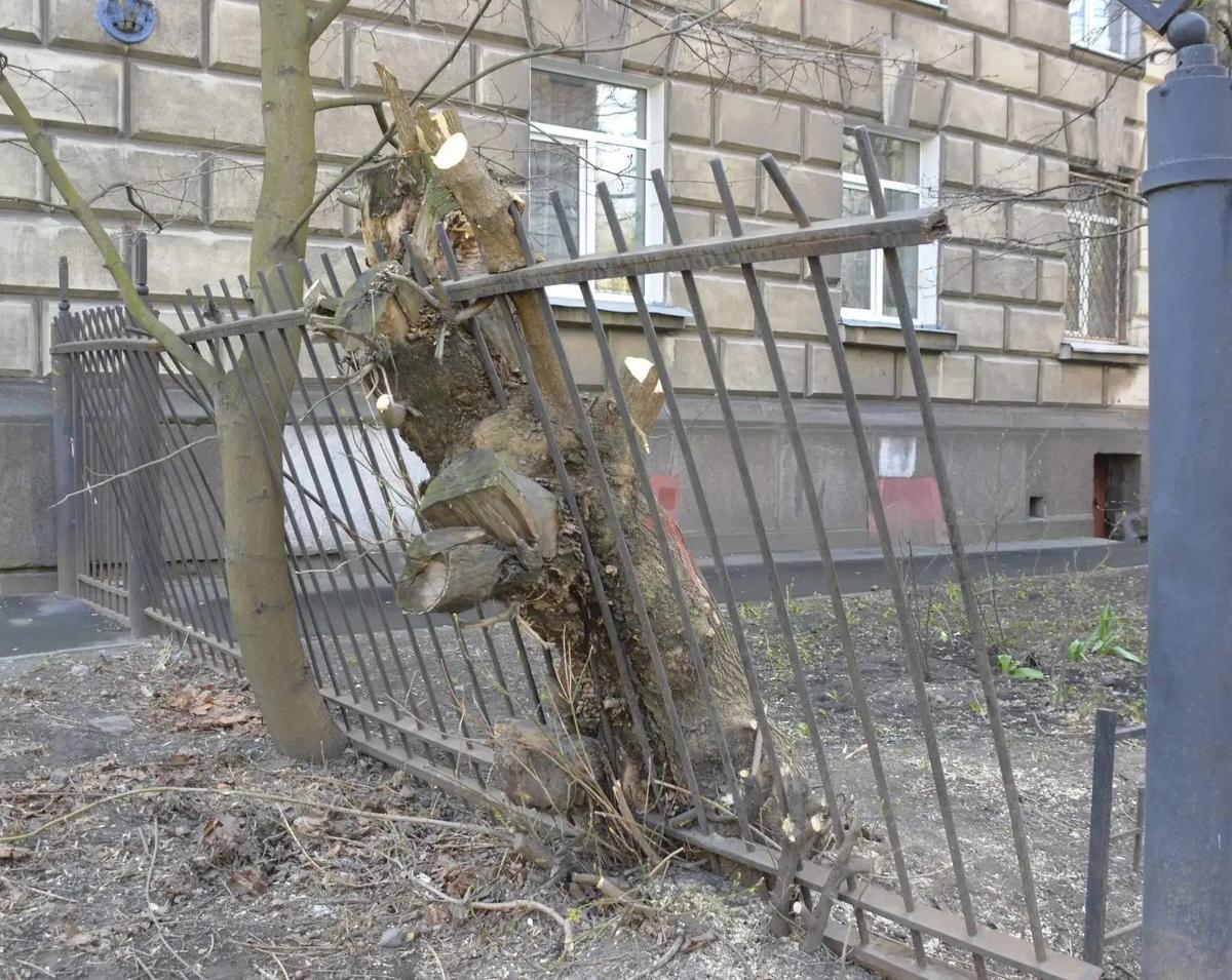 Фото: КСП Петербурга