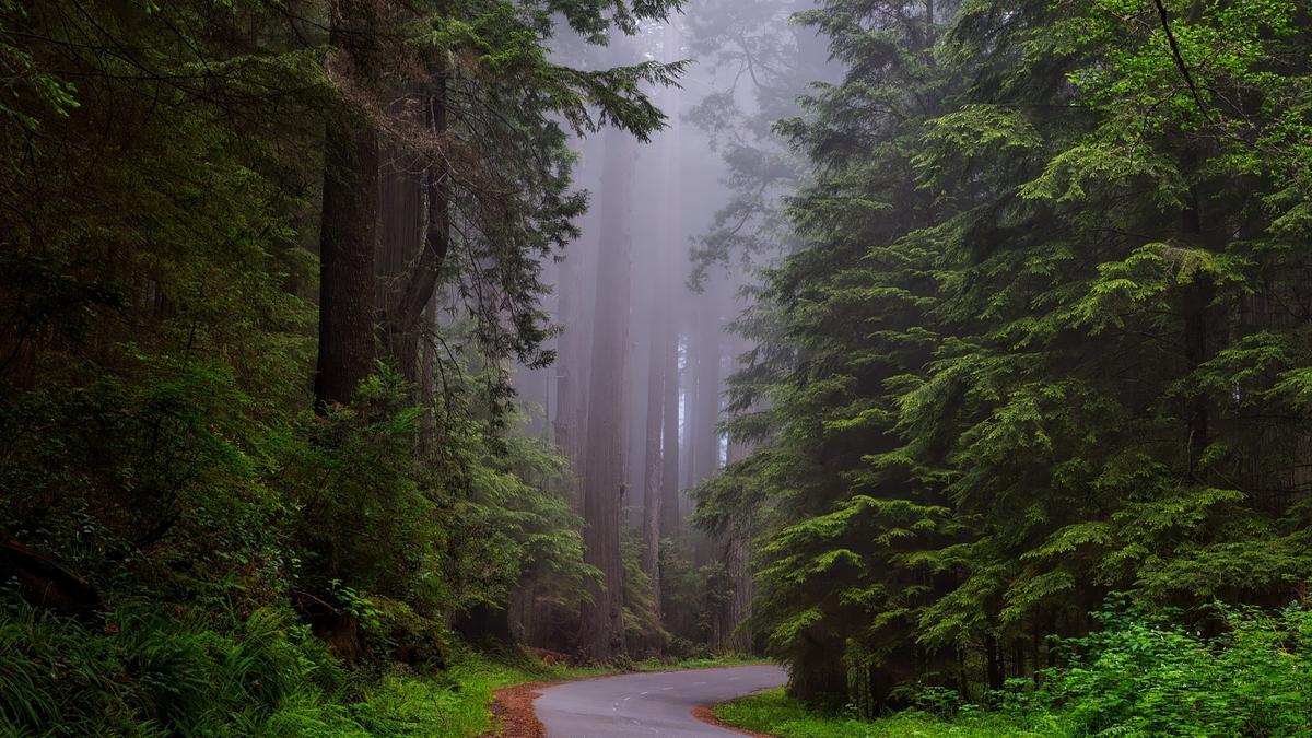 В Петербурге обустроят заказник «Левашовский» площадью более 2 700 гектаров