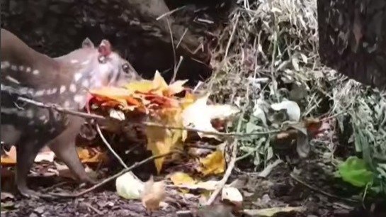 Скриншот видео Ленинградского зоопарка