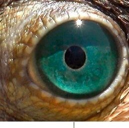 Фото: Павел Глазков / «Каждой твари по паре»