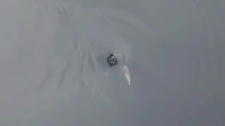 К Новой Голландии приплыла нерпа