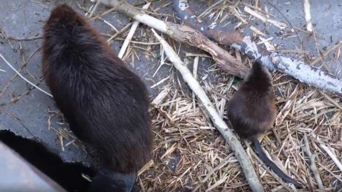 На «Северной верфи» спасли бобра и ондатру, застрявших на льдине