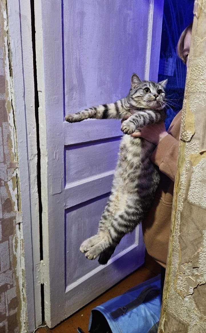 Фото: «Кошкиспас»