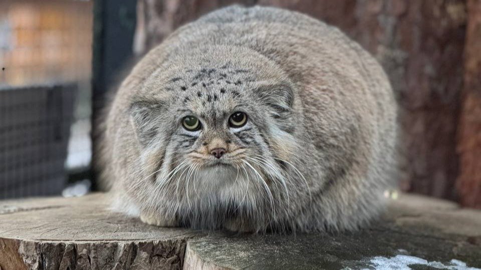 Фото: Ленинградский зоопарк