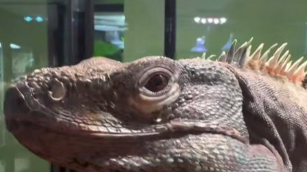 Скриншот видео: Ленинградский зоопарк