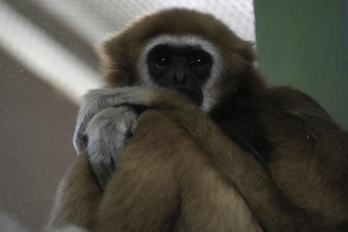 Белорукий гиббон. Фото: Павел Борисенко / MР7