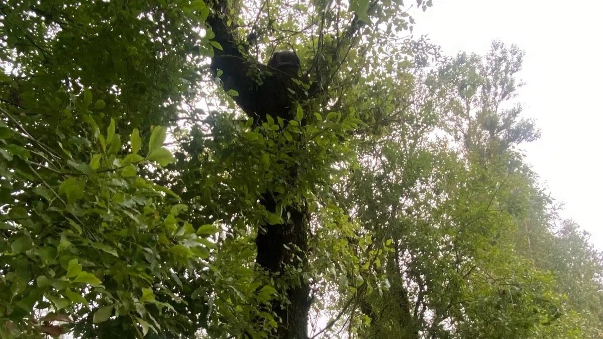 Фото: «Кошкиспас»