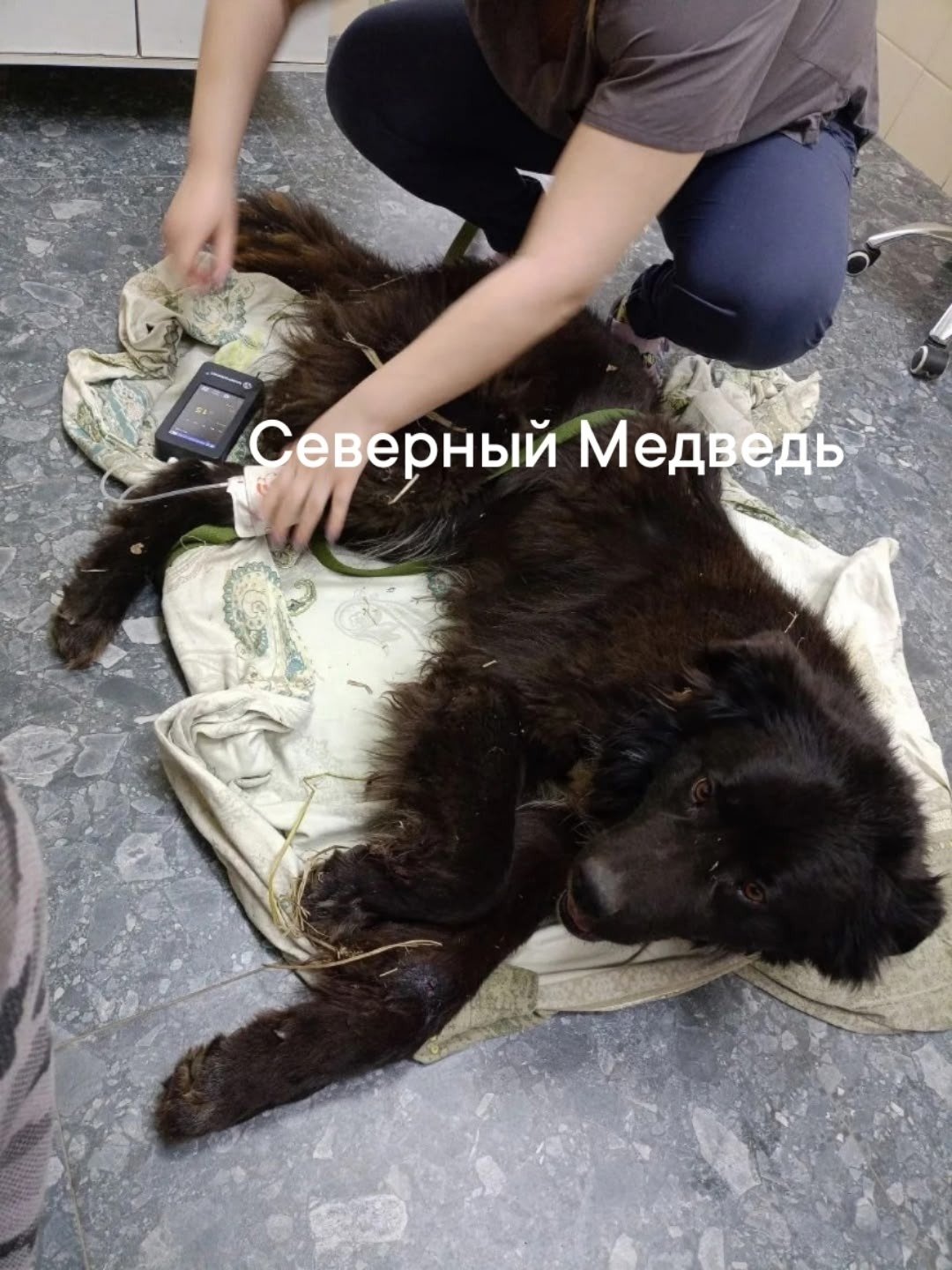 Фото: «Северный Медведь»