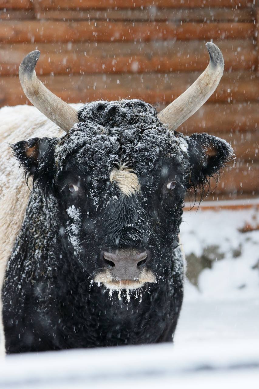 Бык Мааны. Фото: Ленинградский зоопарк