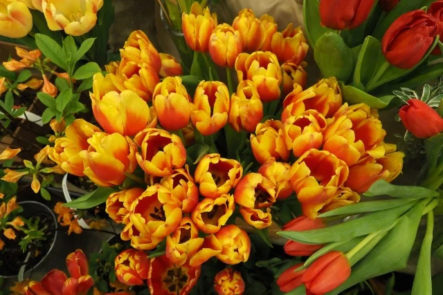 ZOV_000074.JPG