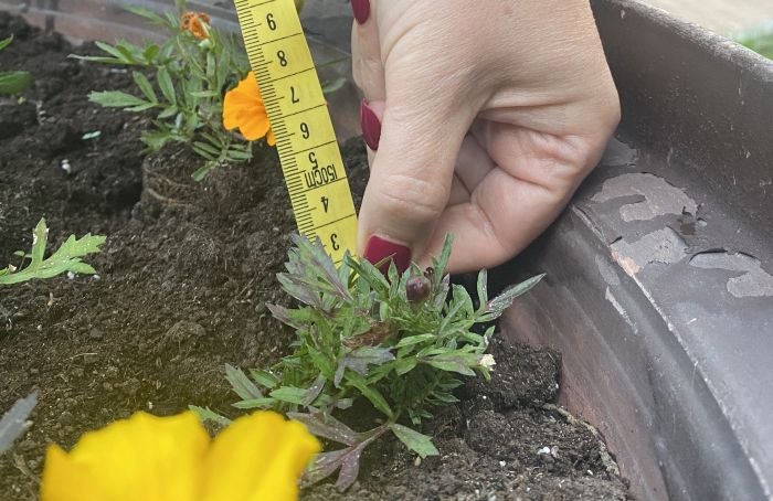Депутаты проверили количество и размеры цветов в вазонах в МО «Смольнинское»