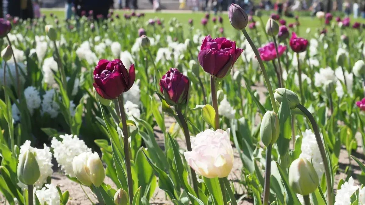 Тюльпаны в ЦПКиО. Фото: Олег Золото / MR7