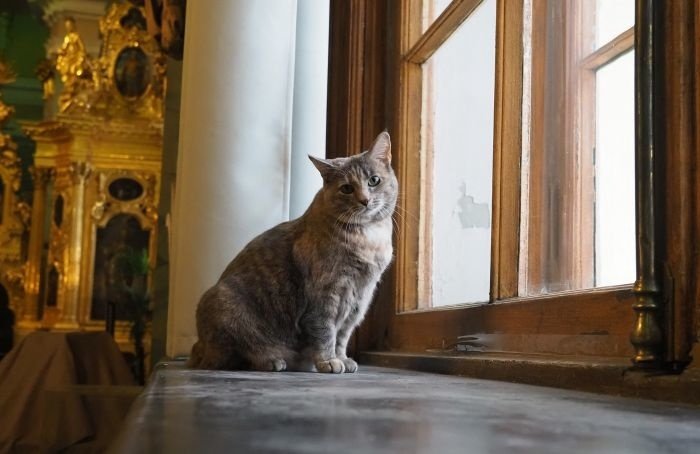 В Петропавловской крепости представили новую главную кошку