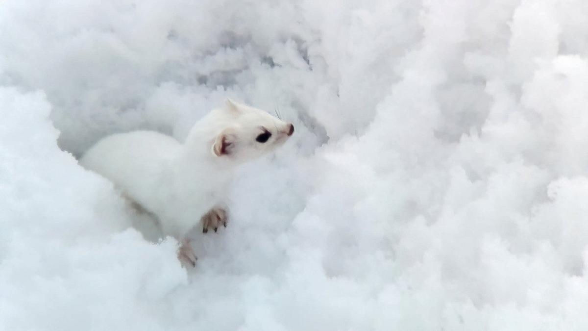 Фото: Александр Никитин / «Каждой твари по паре»