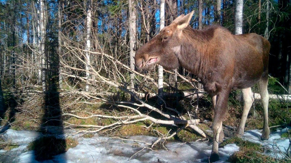 Фото: Павел Глазков / «Каждой твари по паре»